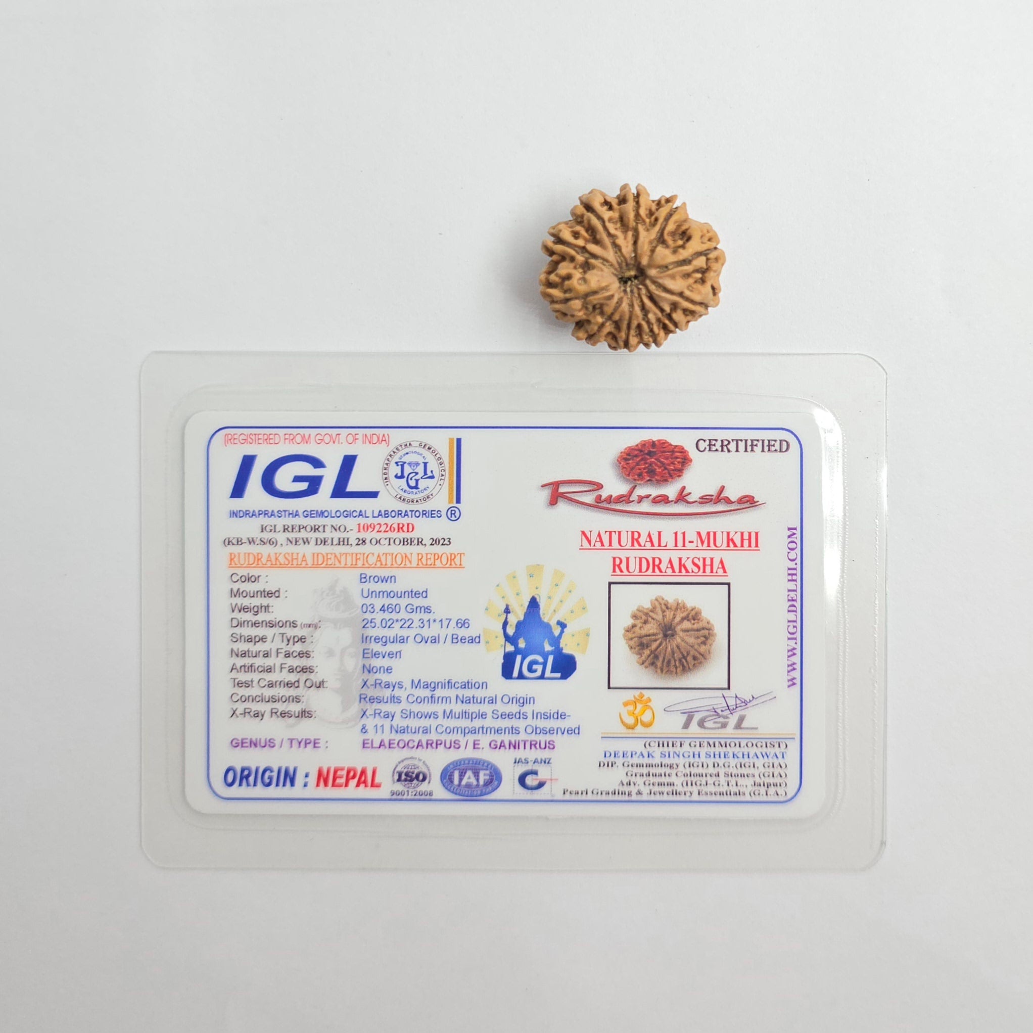 11 Mukhi