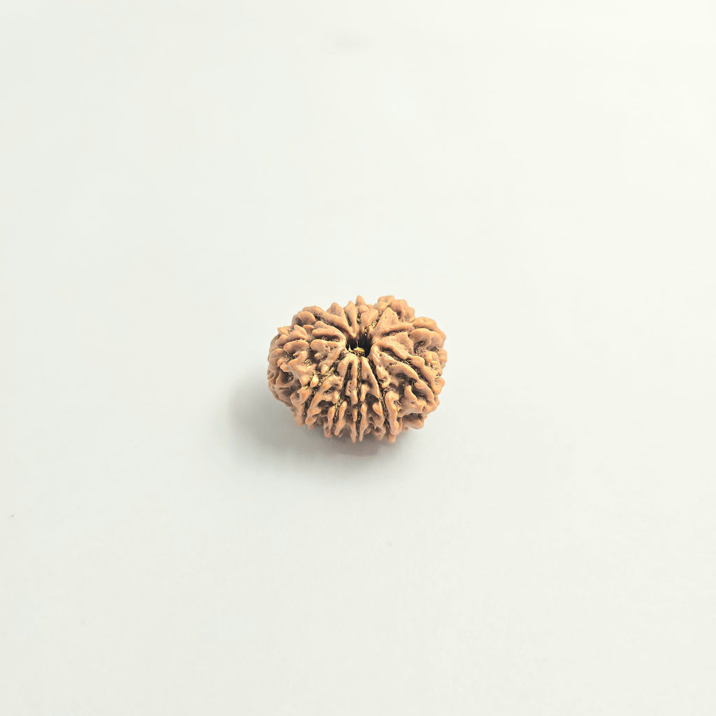11 Mukhi