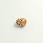 11 Mukhi