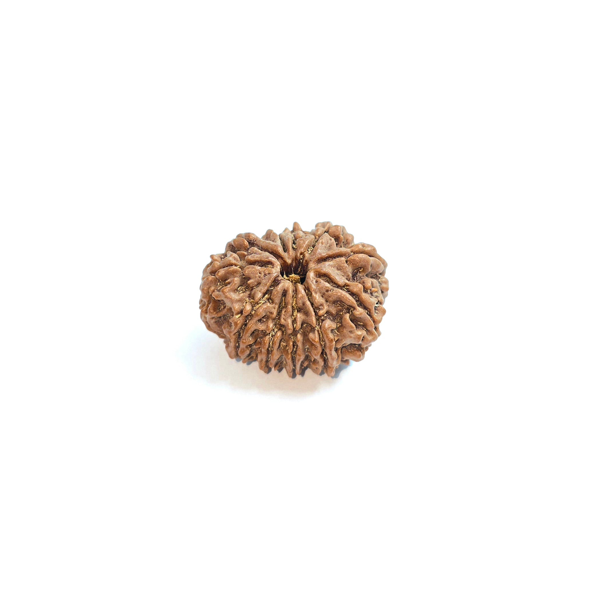 11 Mukhi