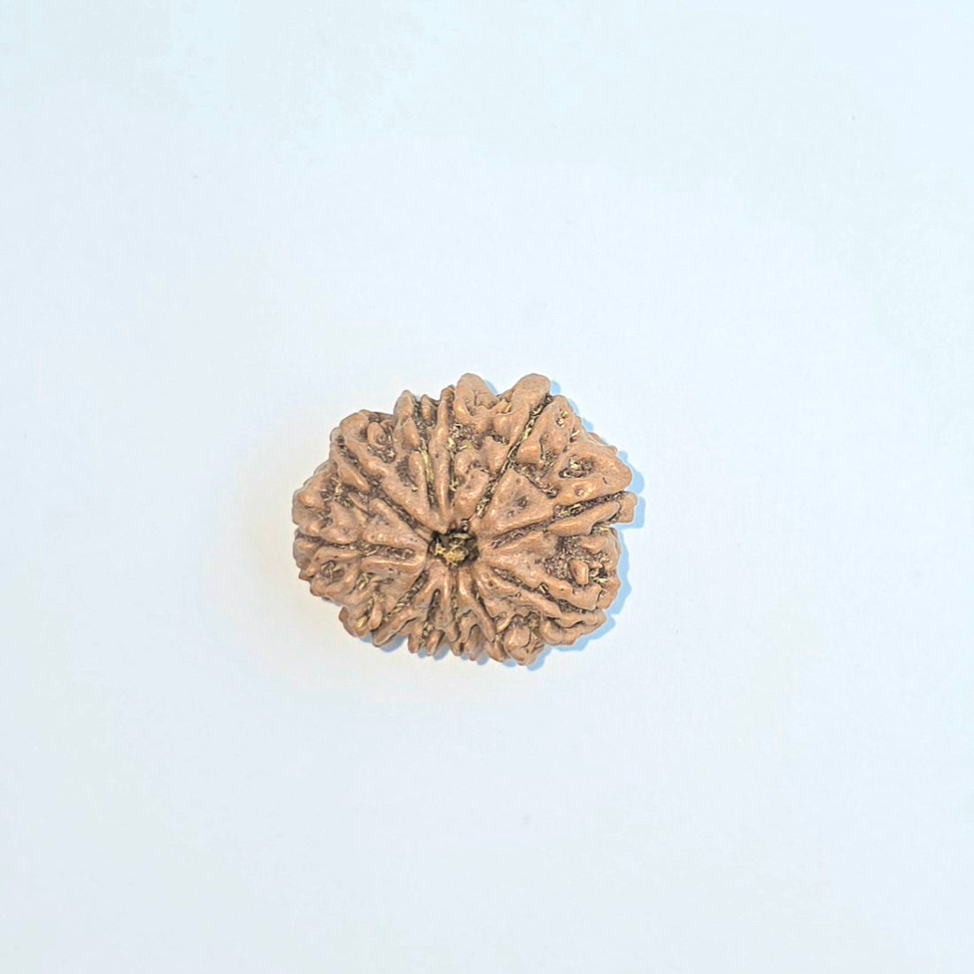 11 Mukhi