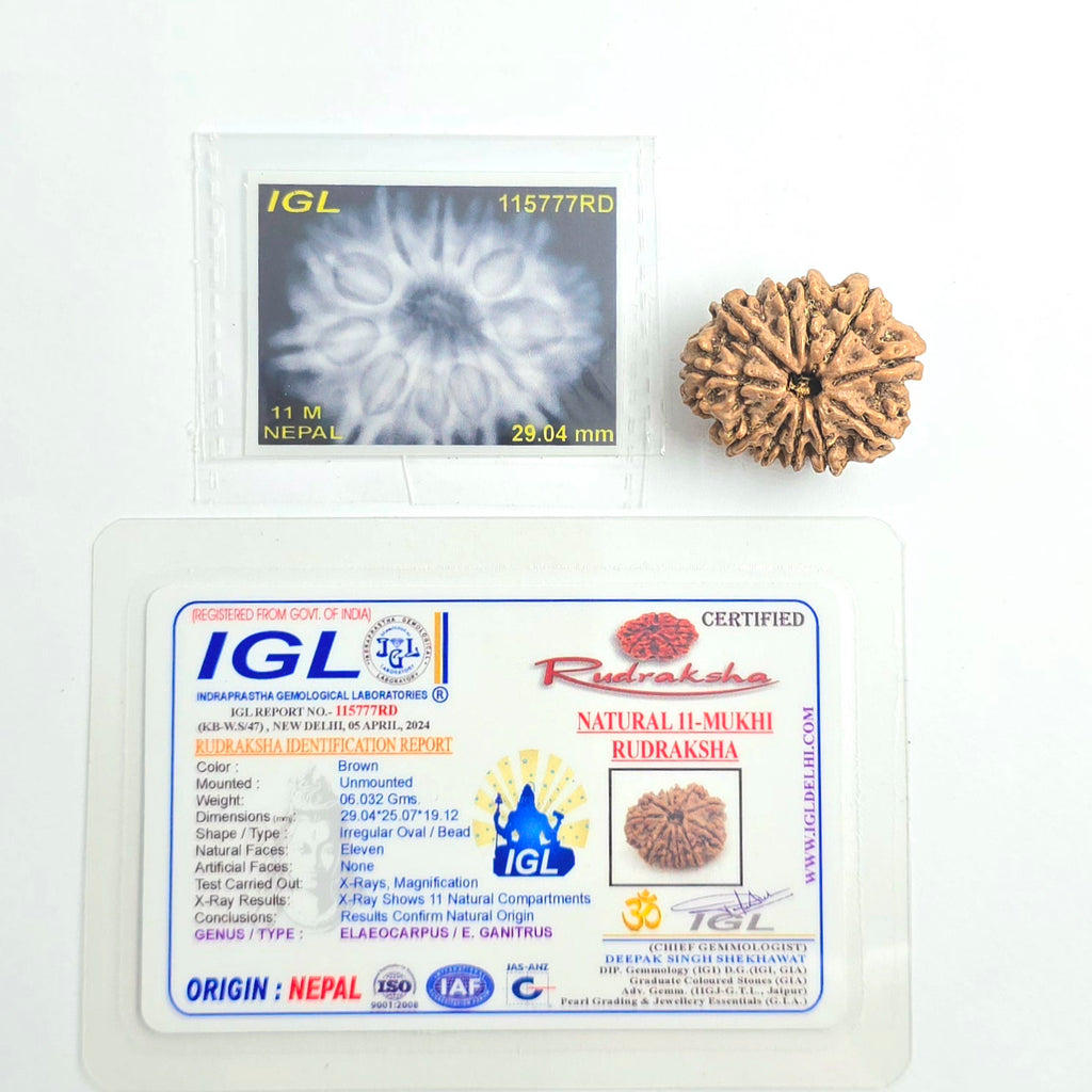 11 Mukhi