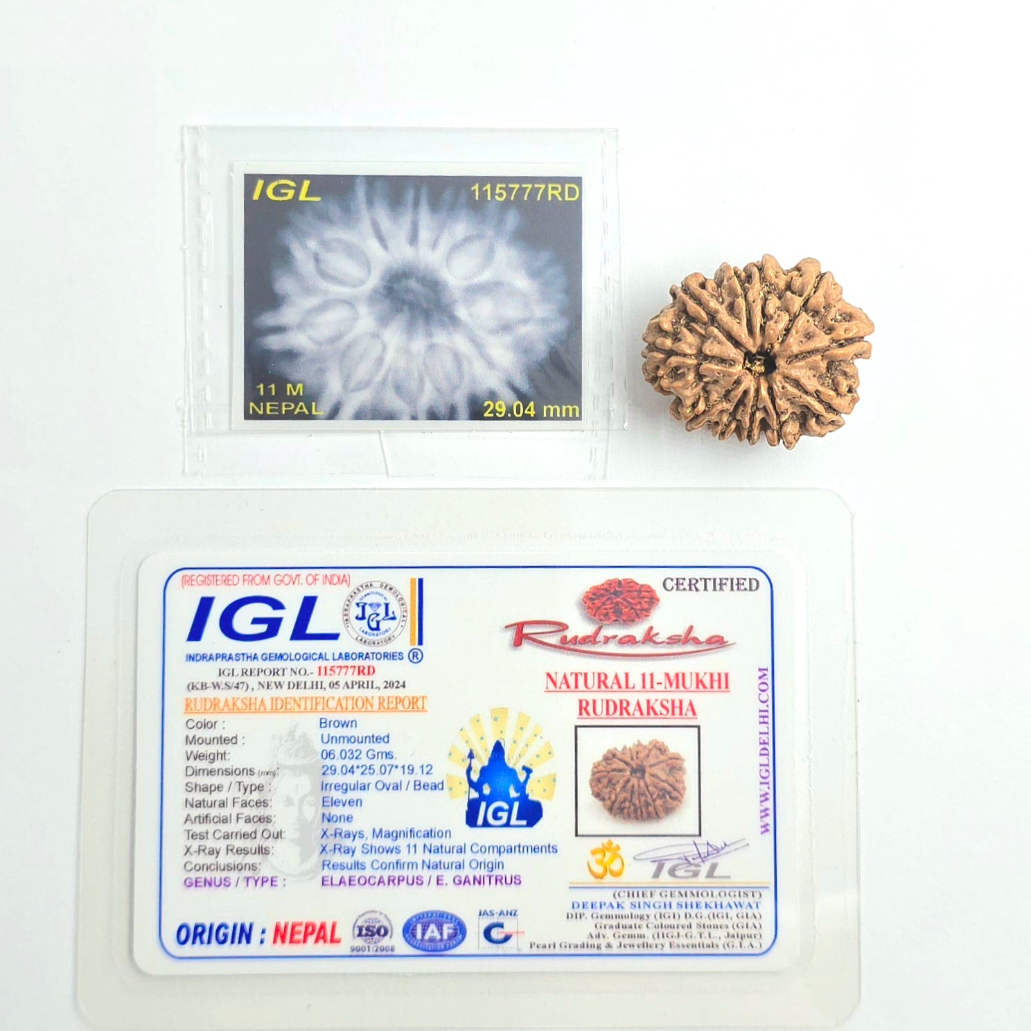 11 Mukhi