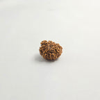 11 Mukhi