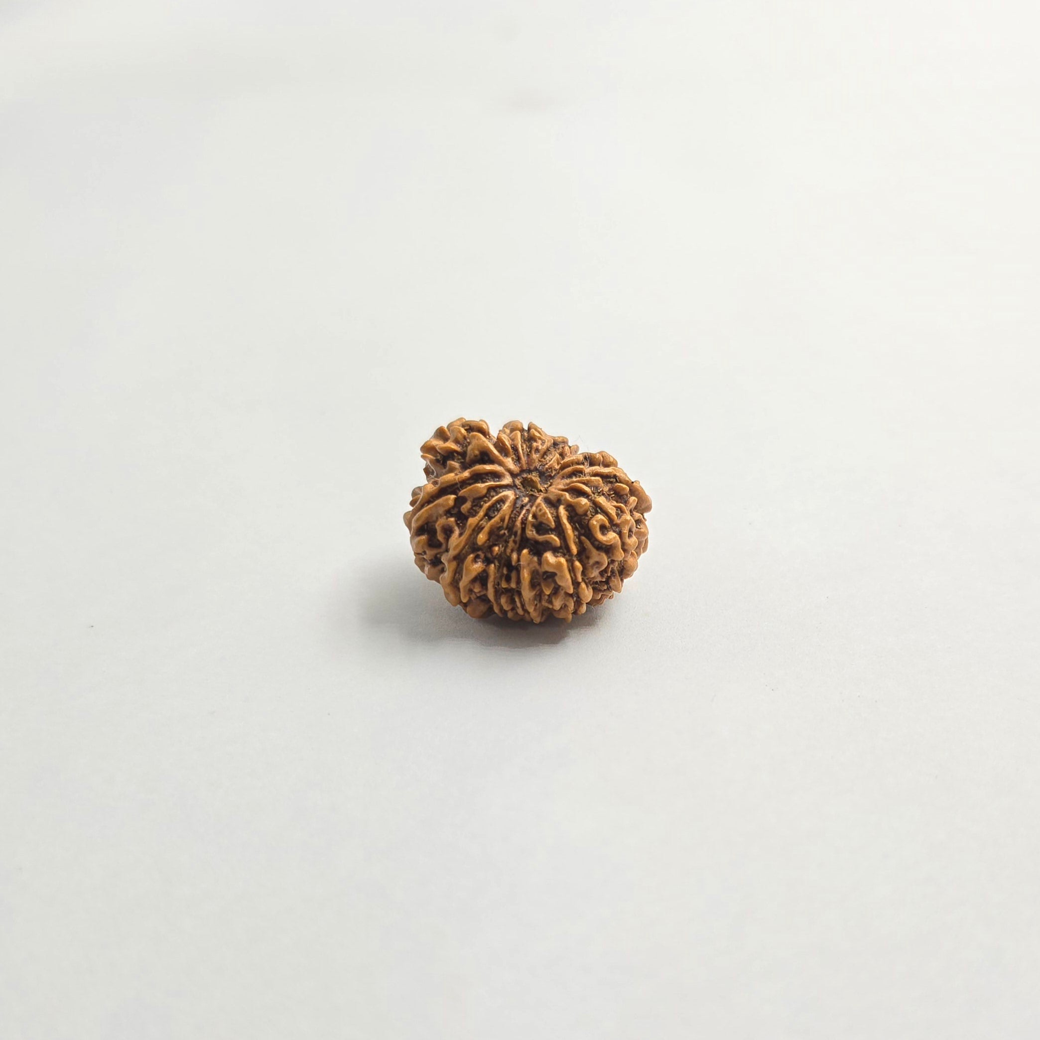 11 Mukhi