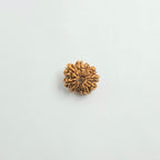11 Mukhi