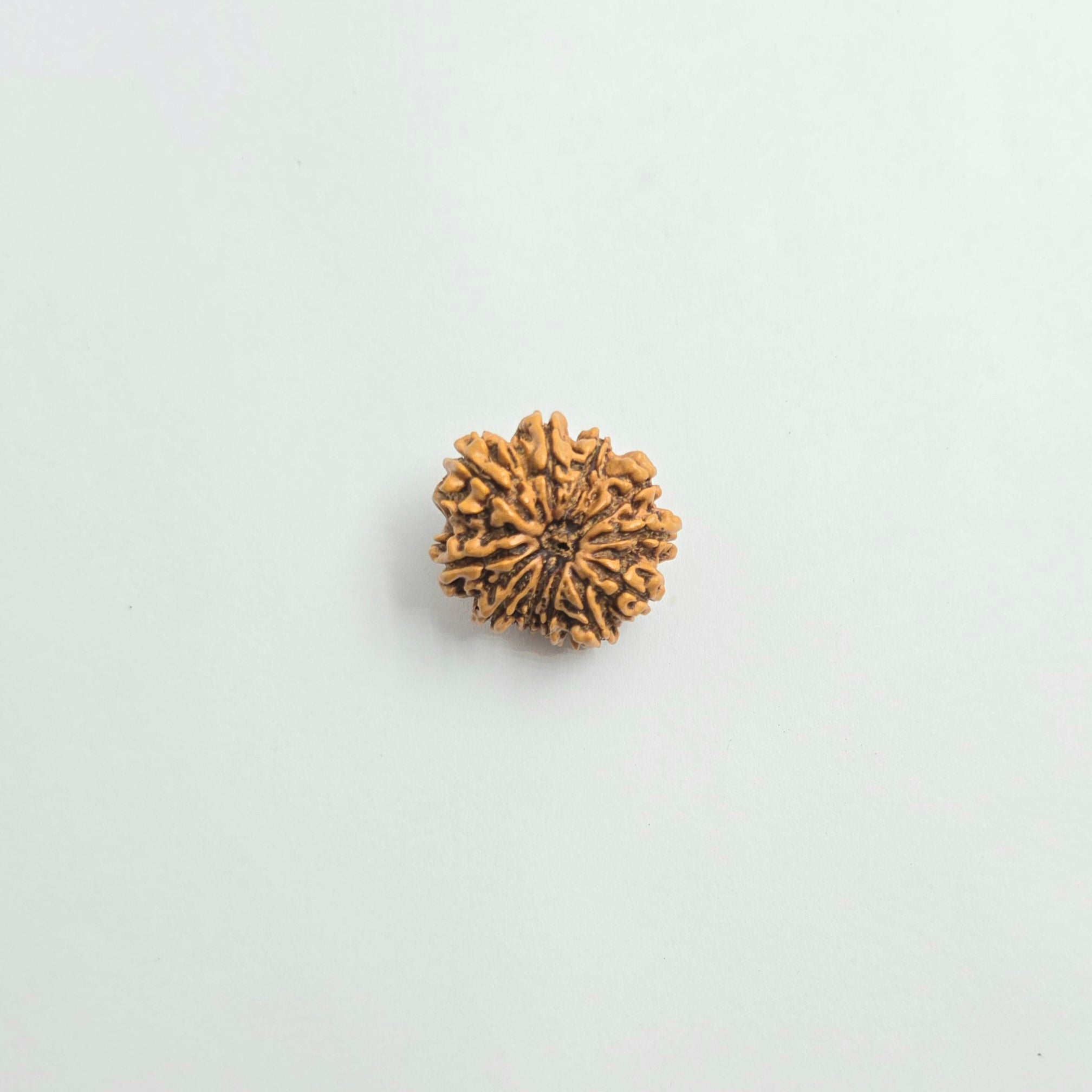 11 Mukhi