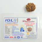 11 Mukhi