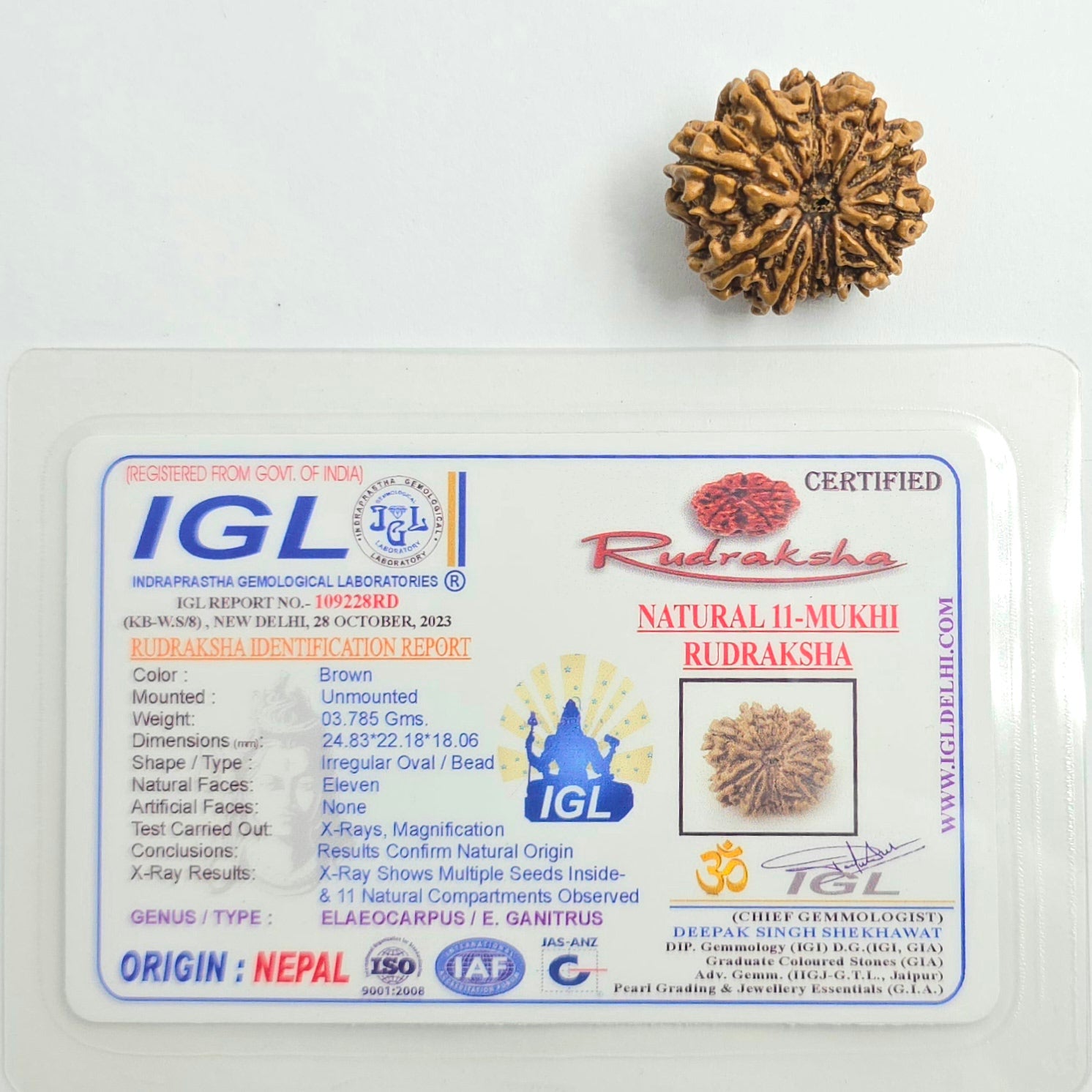 11 Mukhi