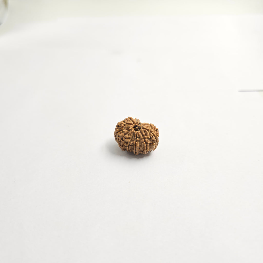 11 Mukhi