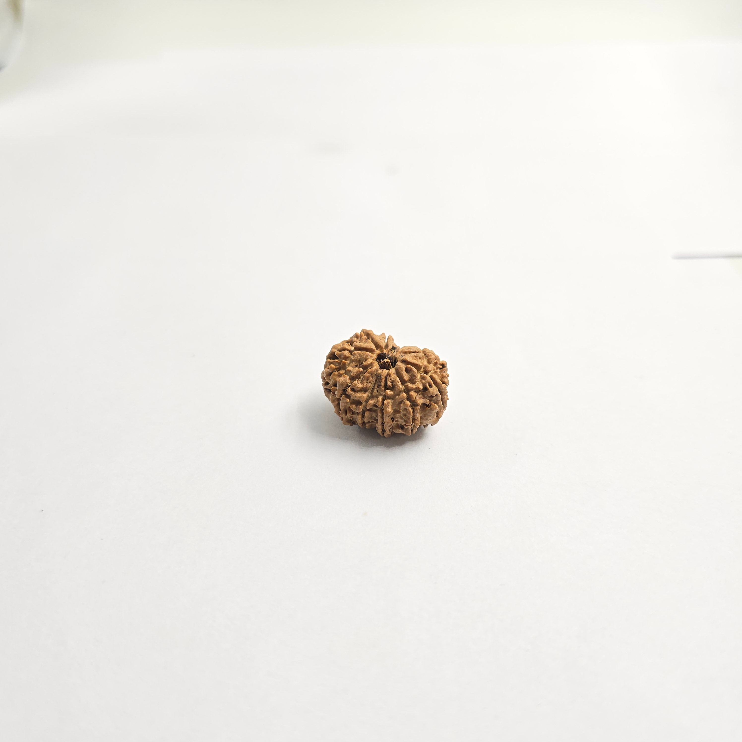 11 Mukhi