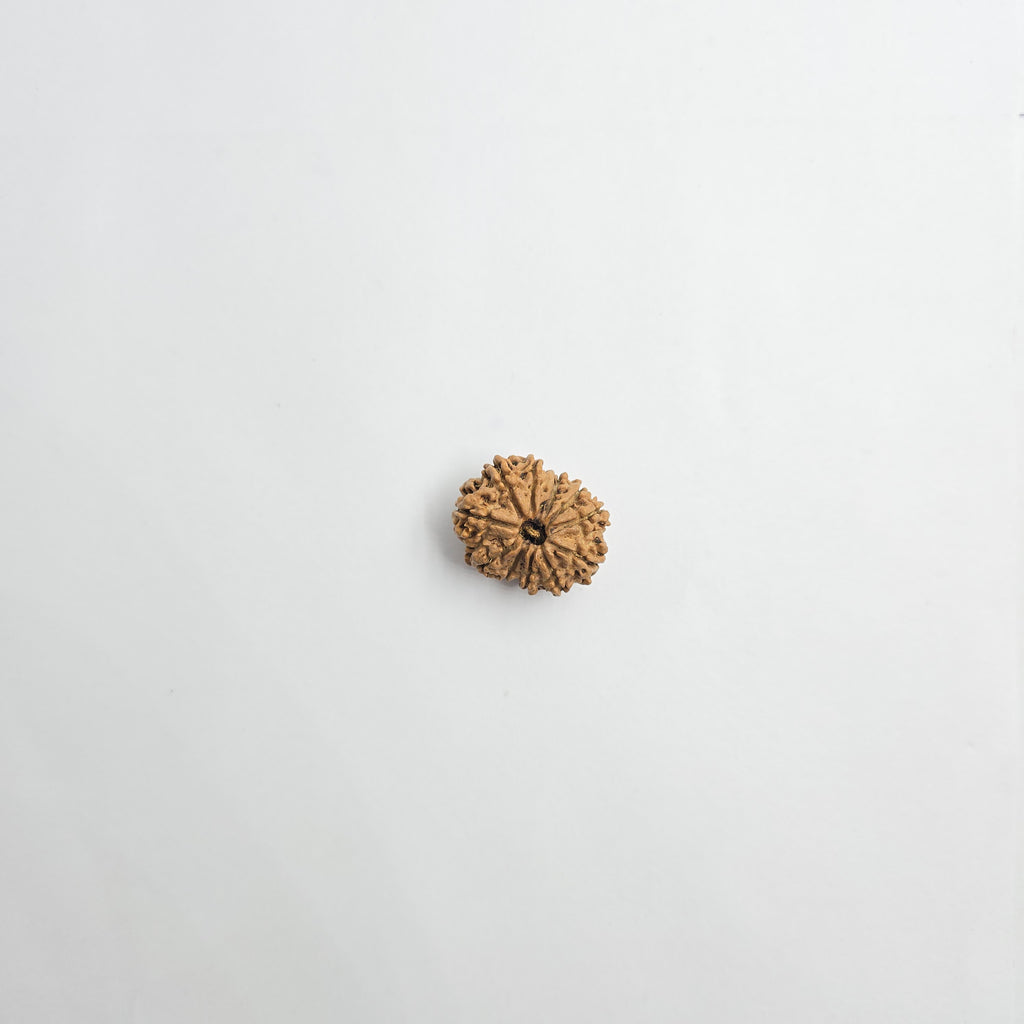 11 Mukhi