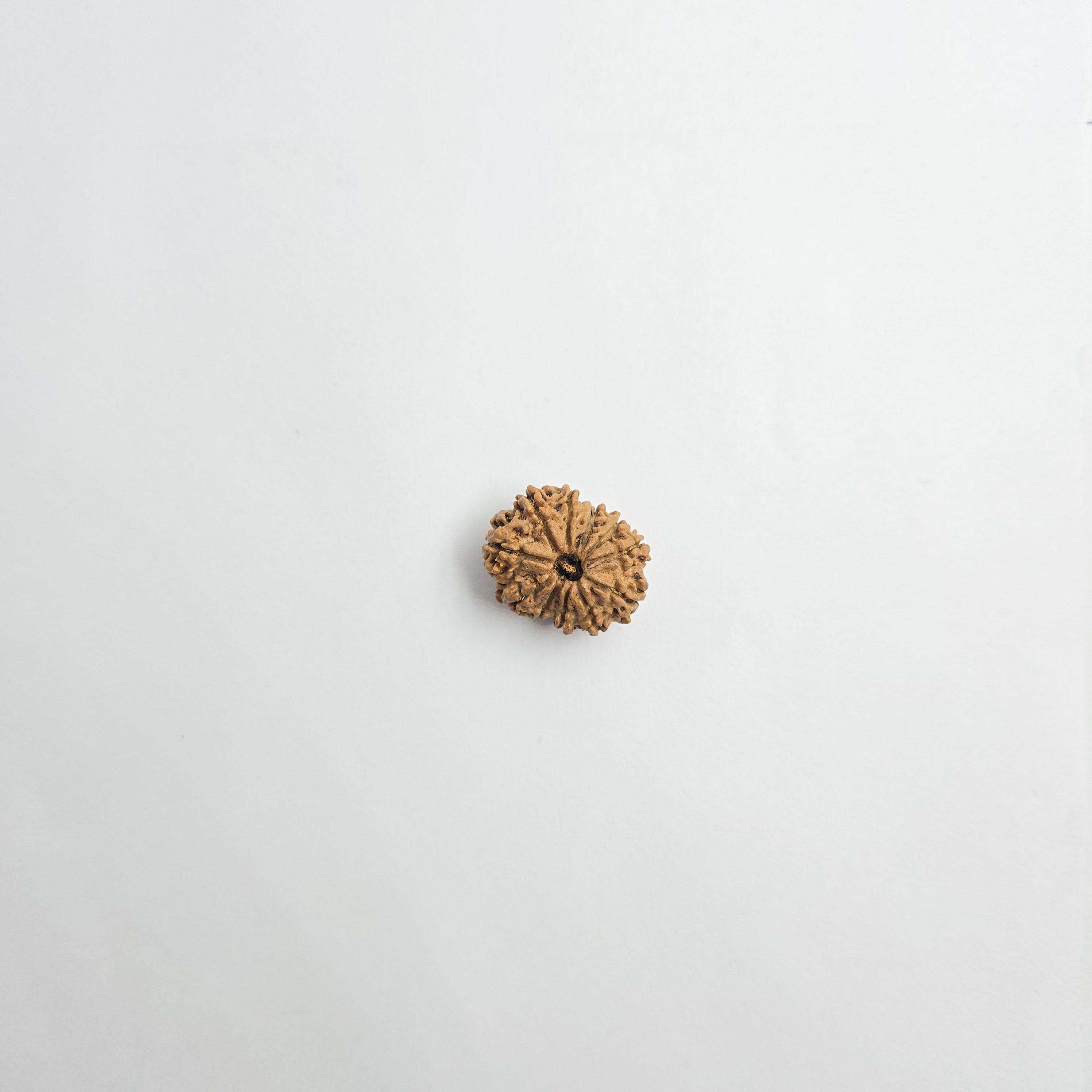 11 Mukhi