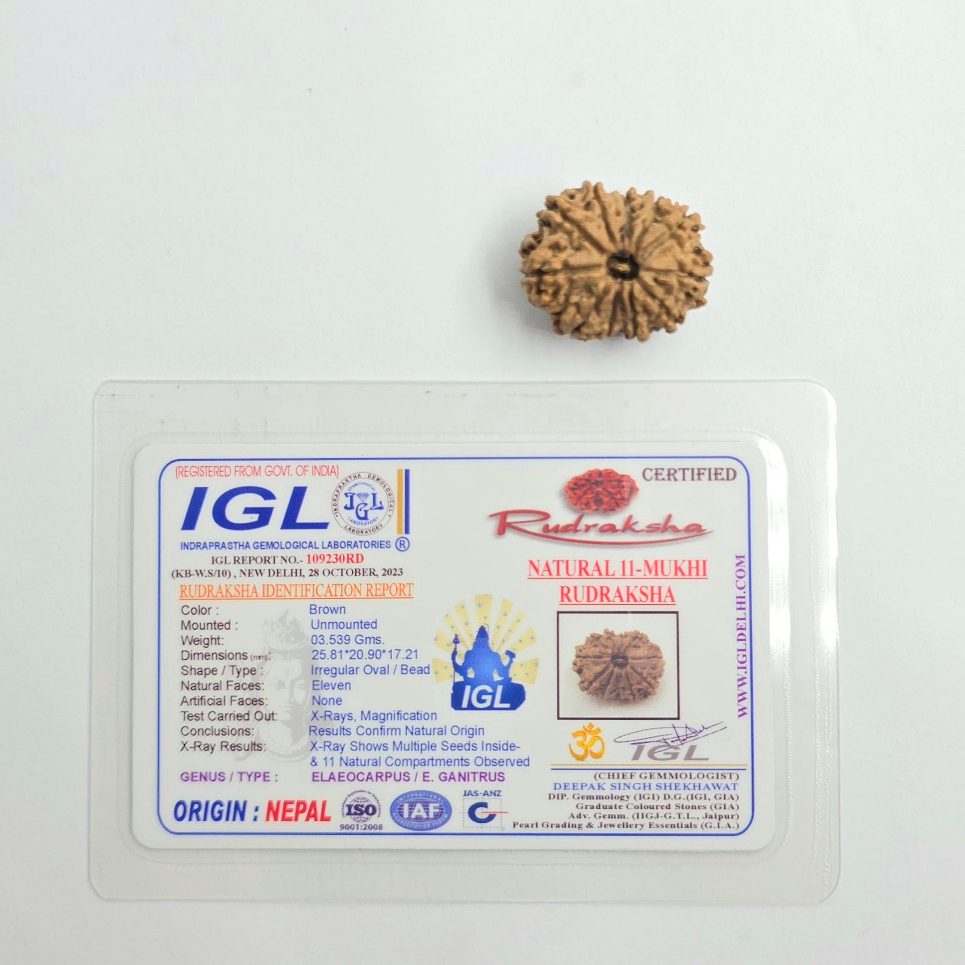 11 Mukhi