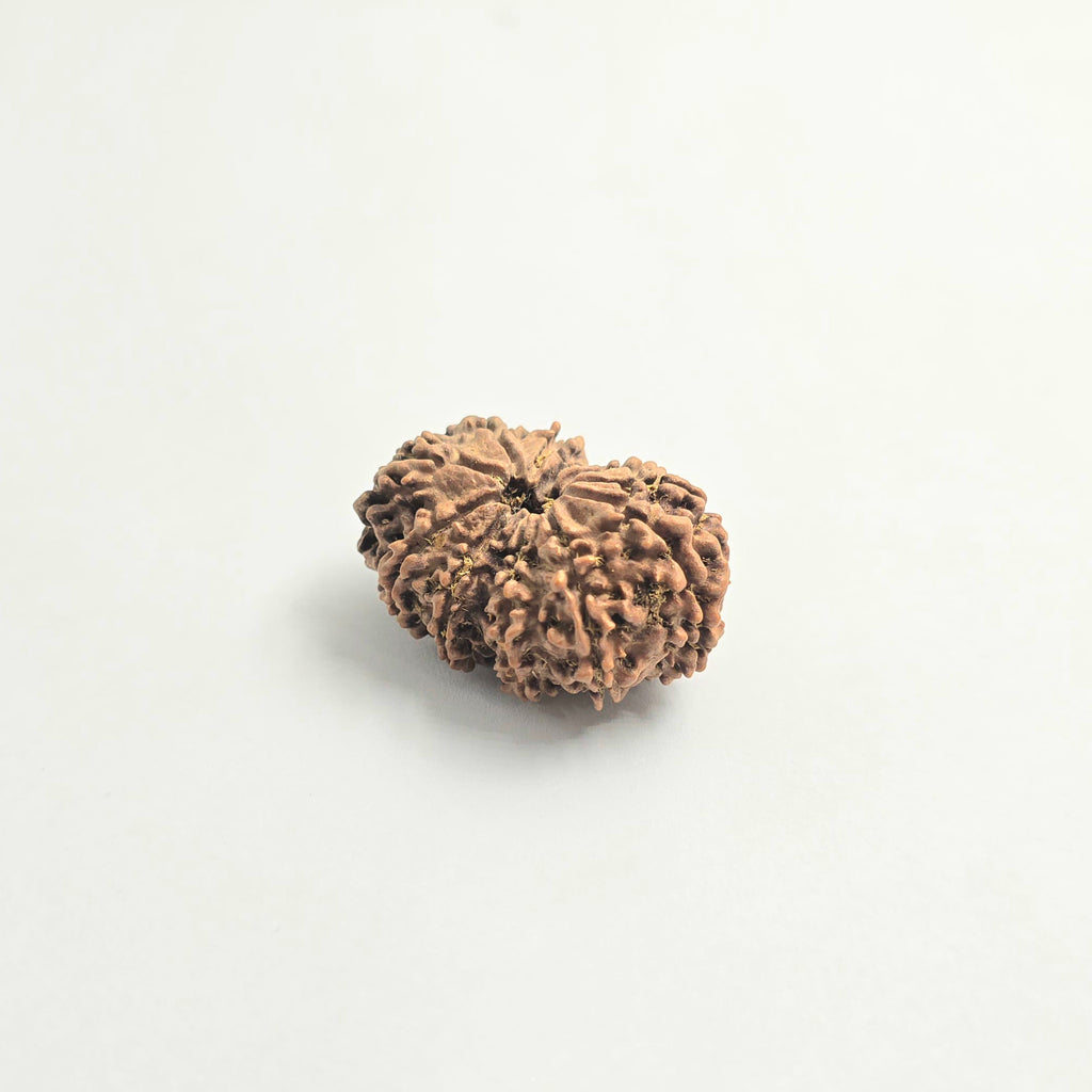 11 Mukhi