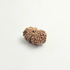 11 Mukhi