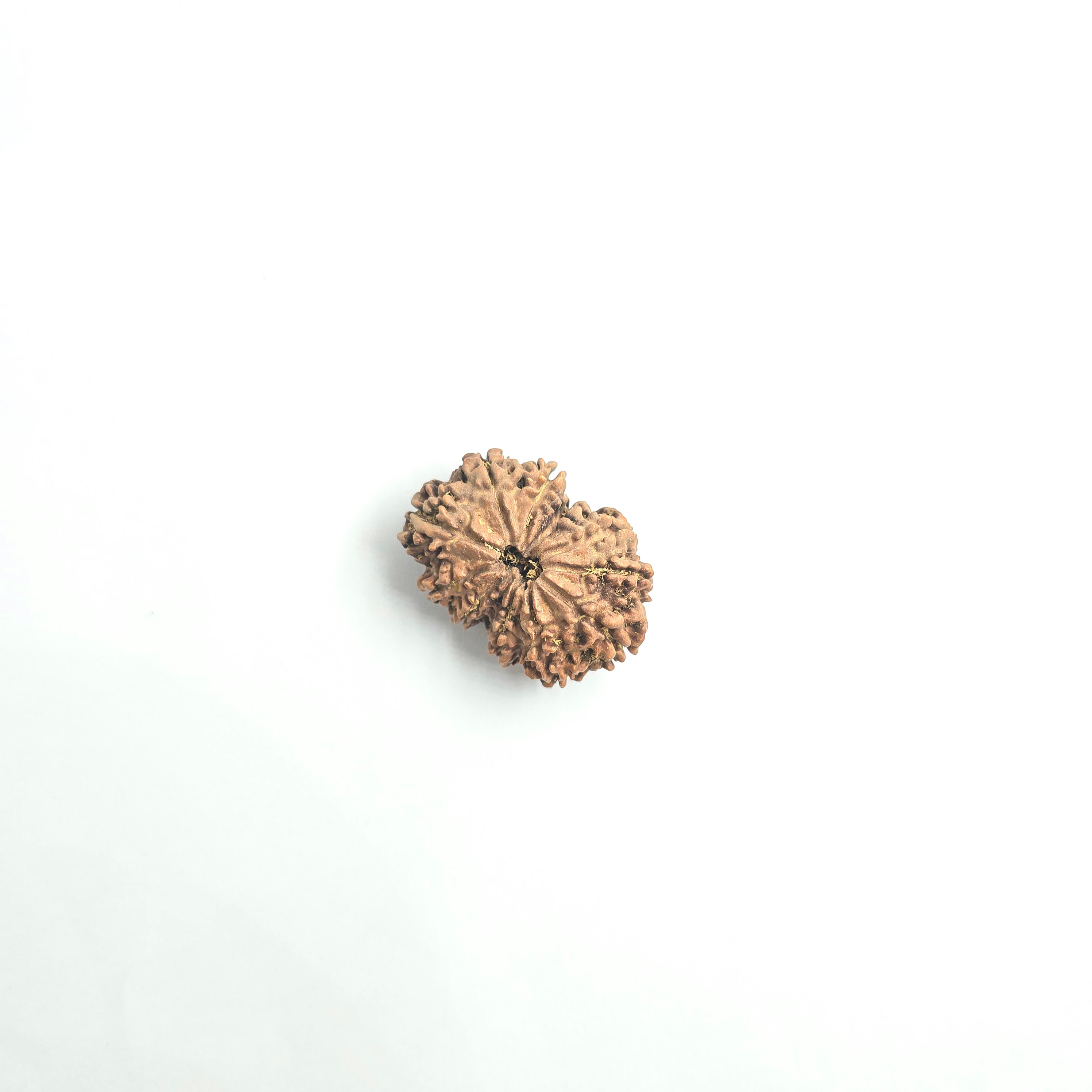 11 Mukhi