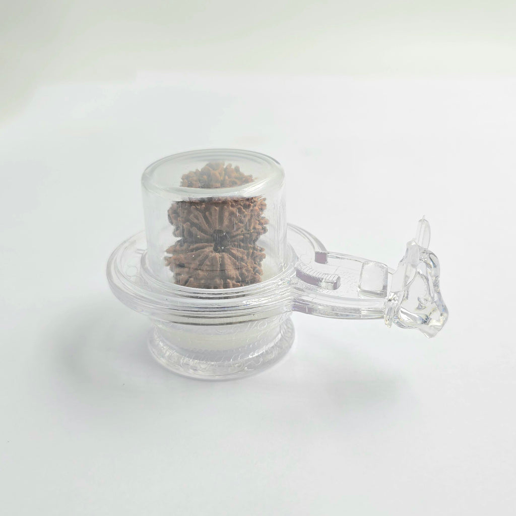 11 Mukhi