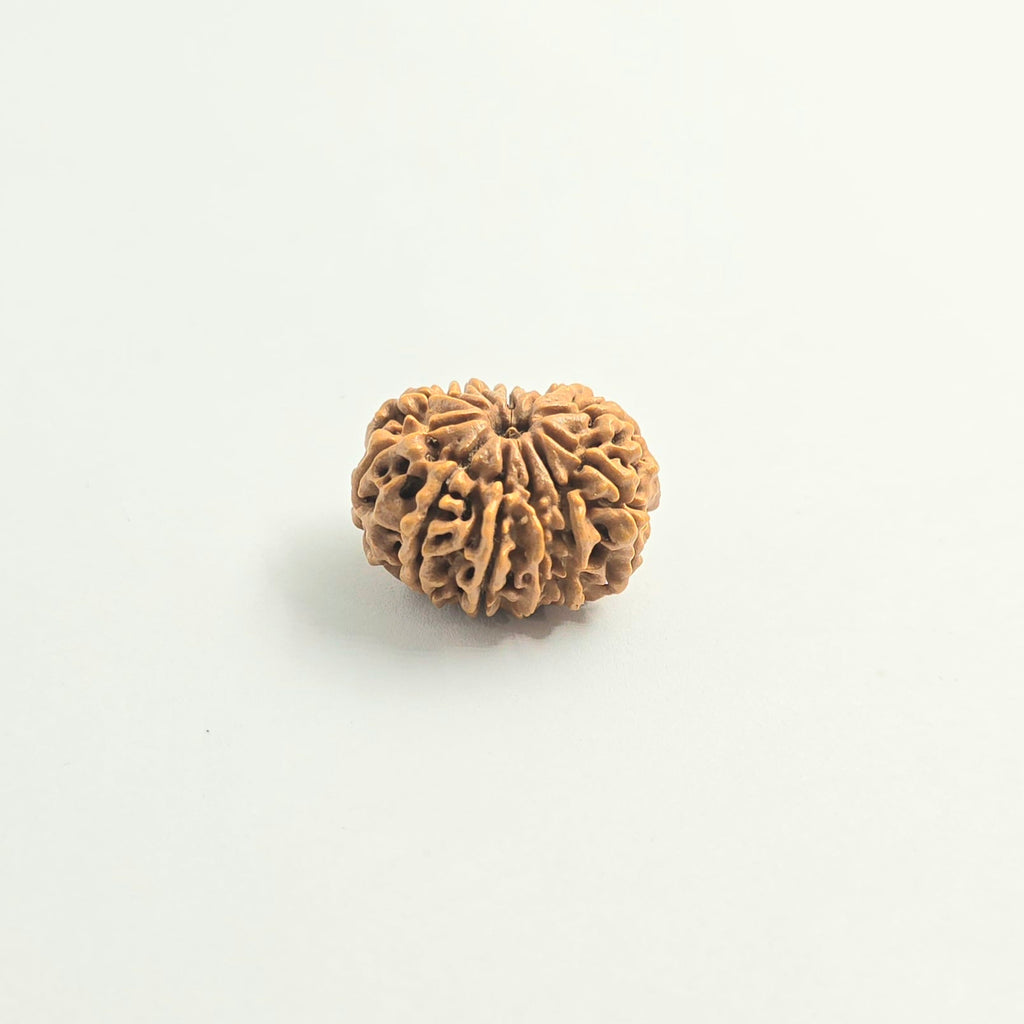11 Mukhi