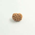 11 Mukhi