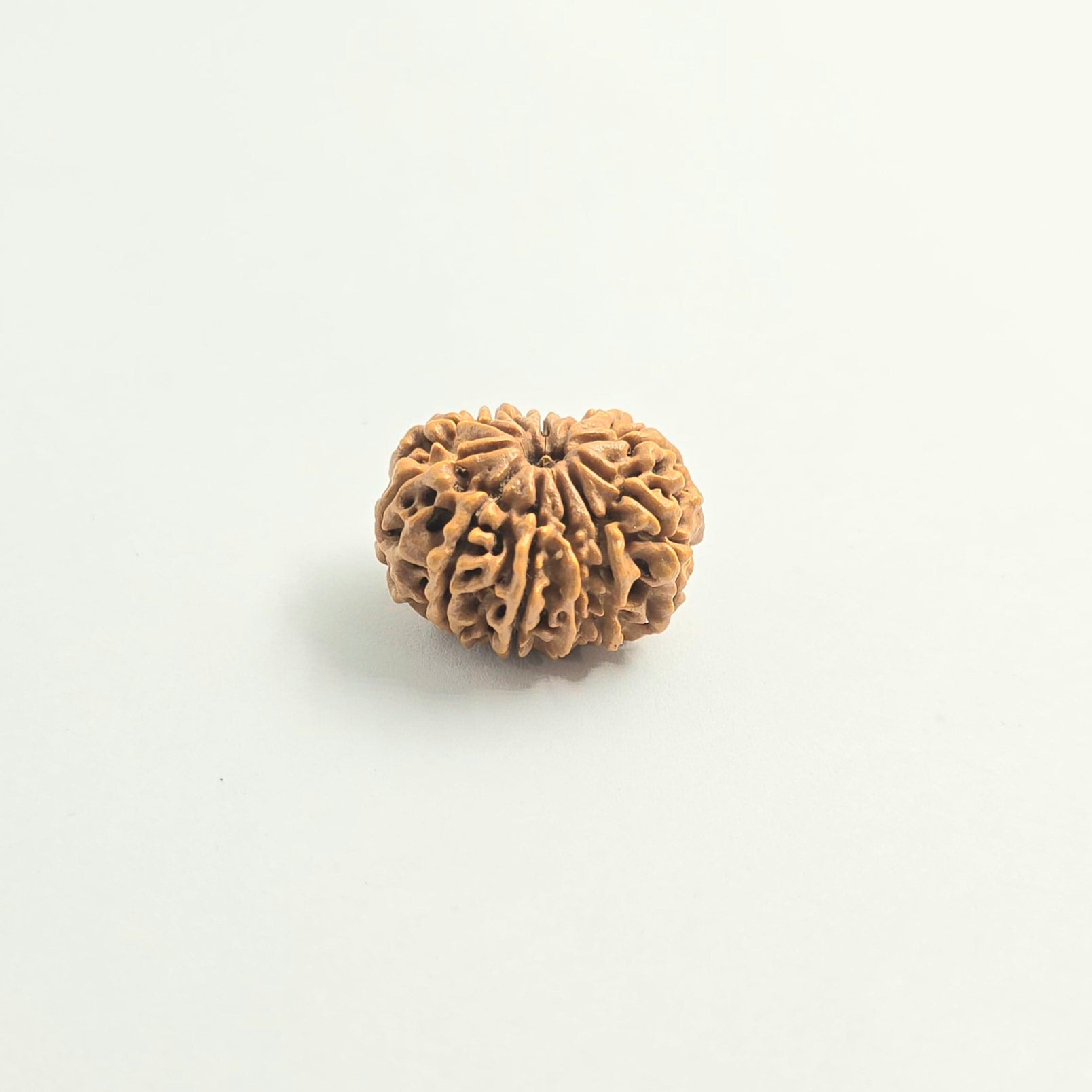 11 Mukhi