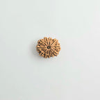11 Mukhi