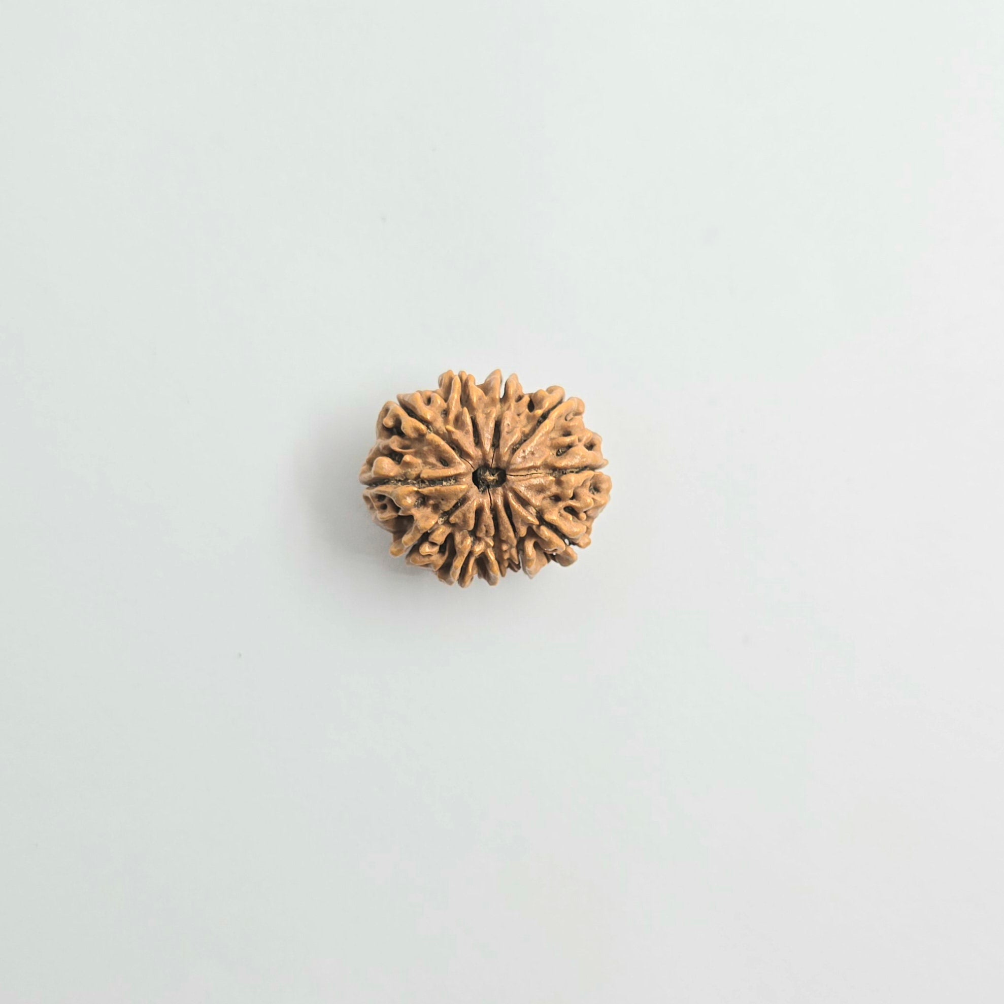 11 Mukhi