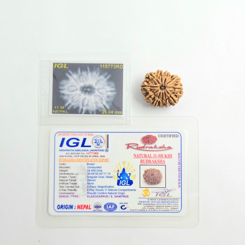 11 Mukhi