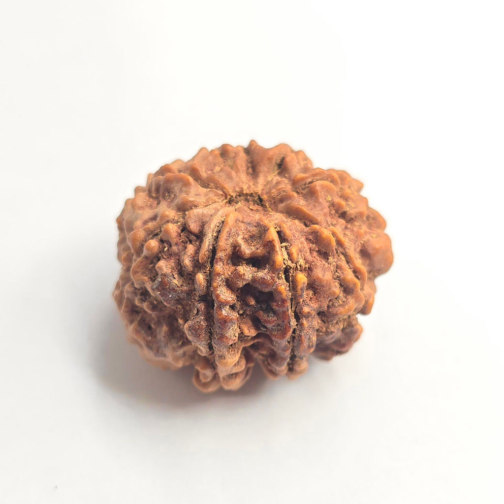 9 Mukhi