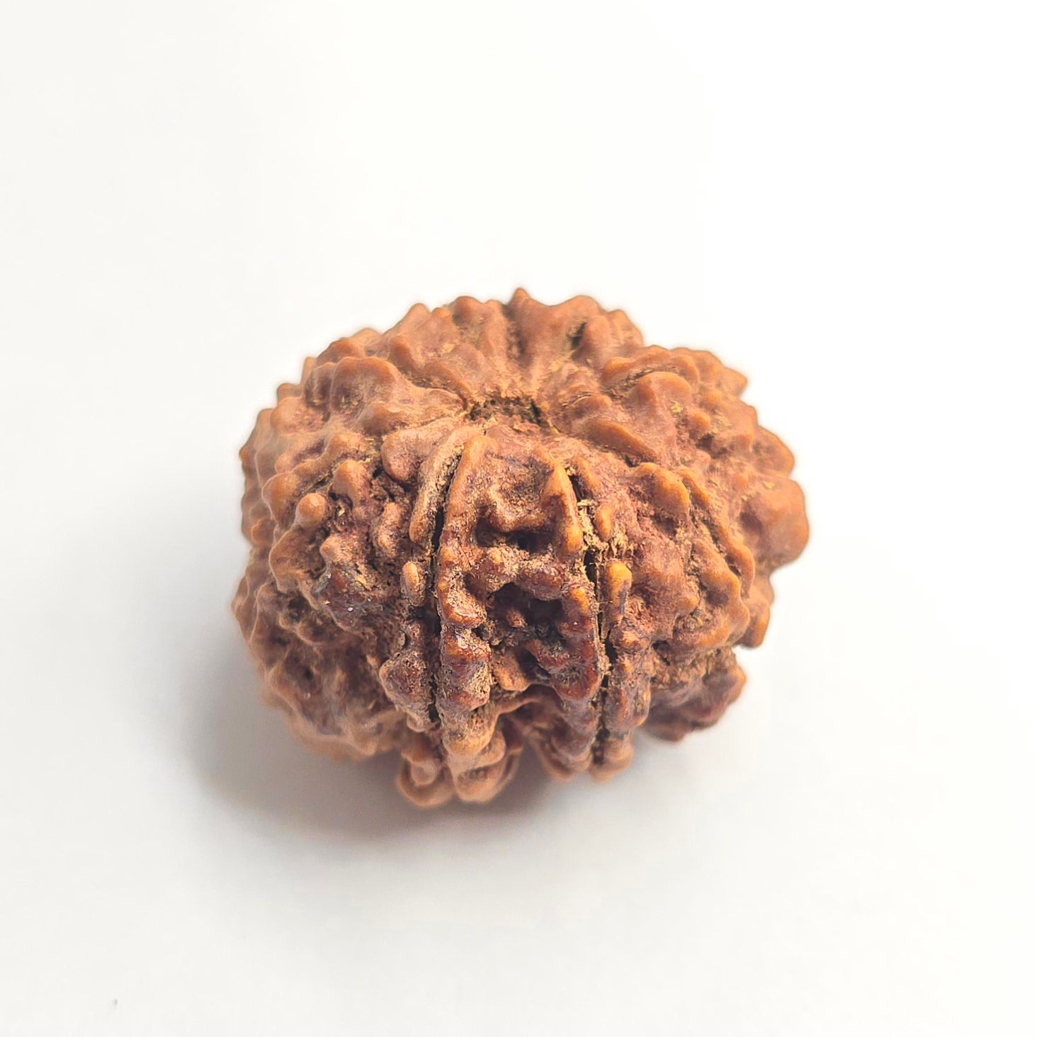9 Mukhi