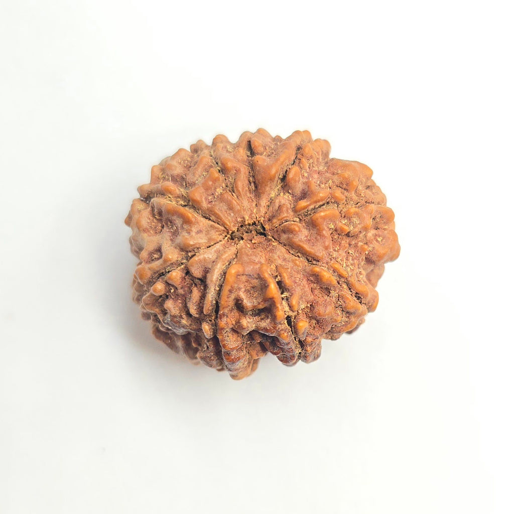 9 Mukhi