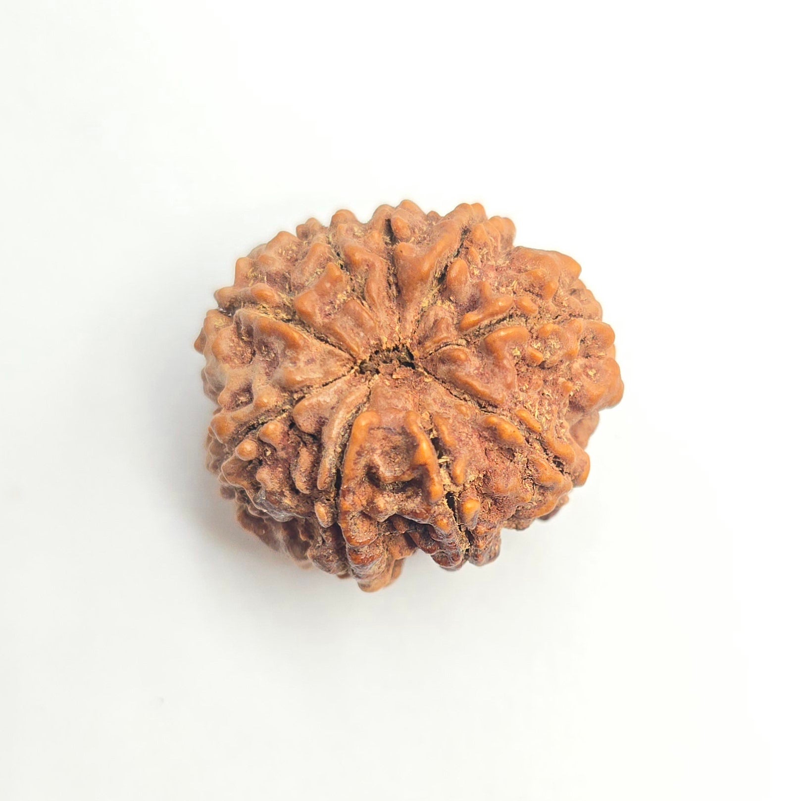 9 Mukhi