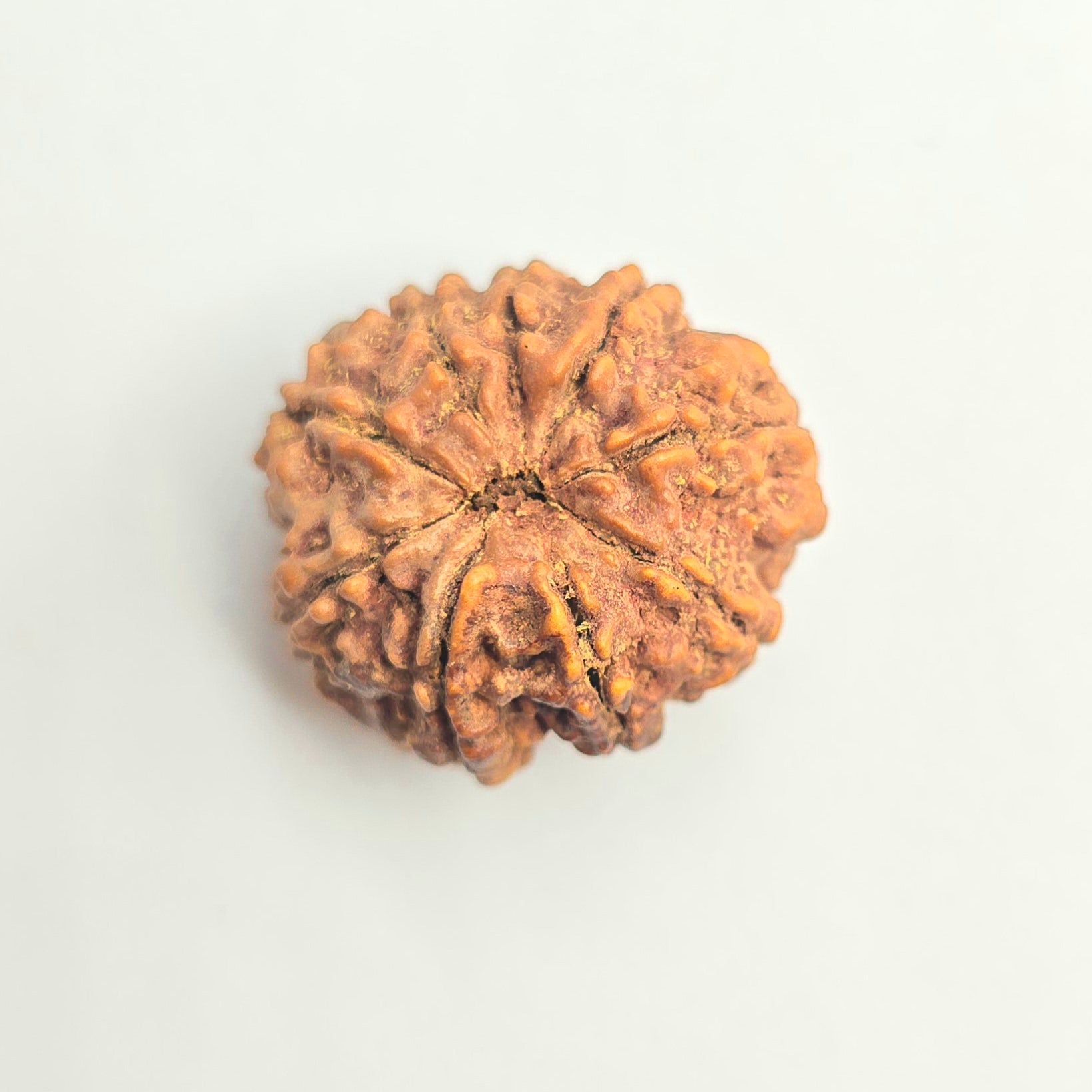 9 Mukhi