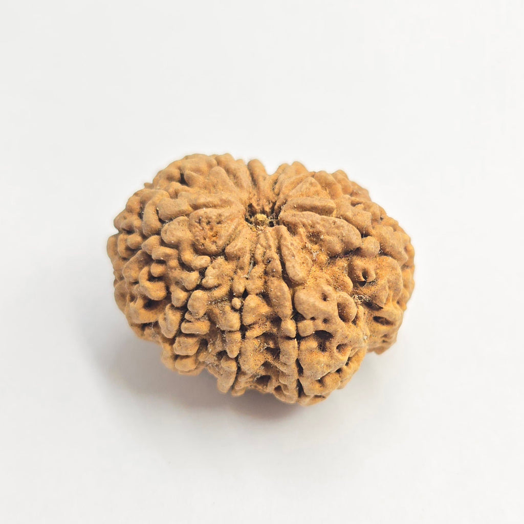9 Mukhi