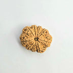9 Mukhi