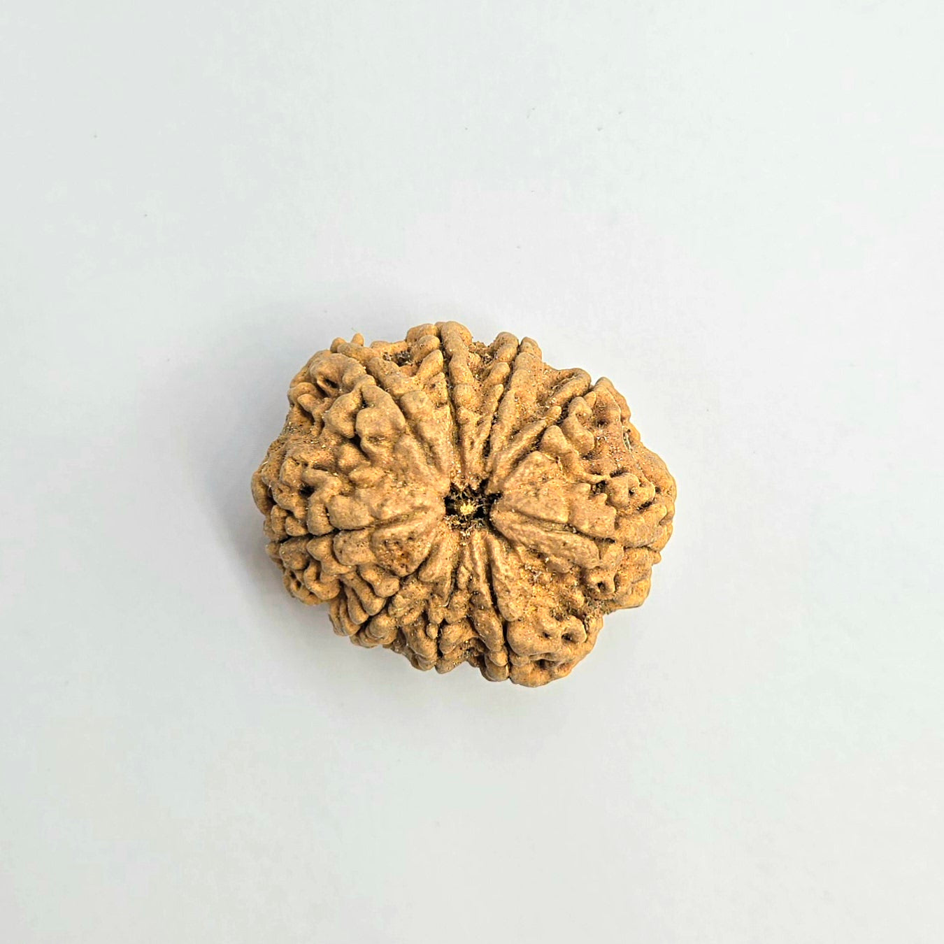 9 Mukhi
