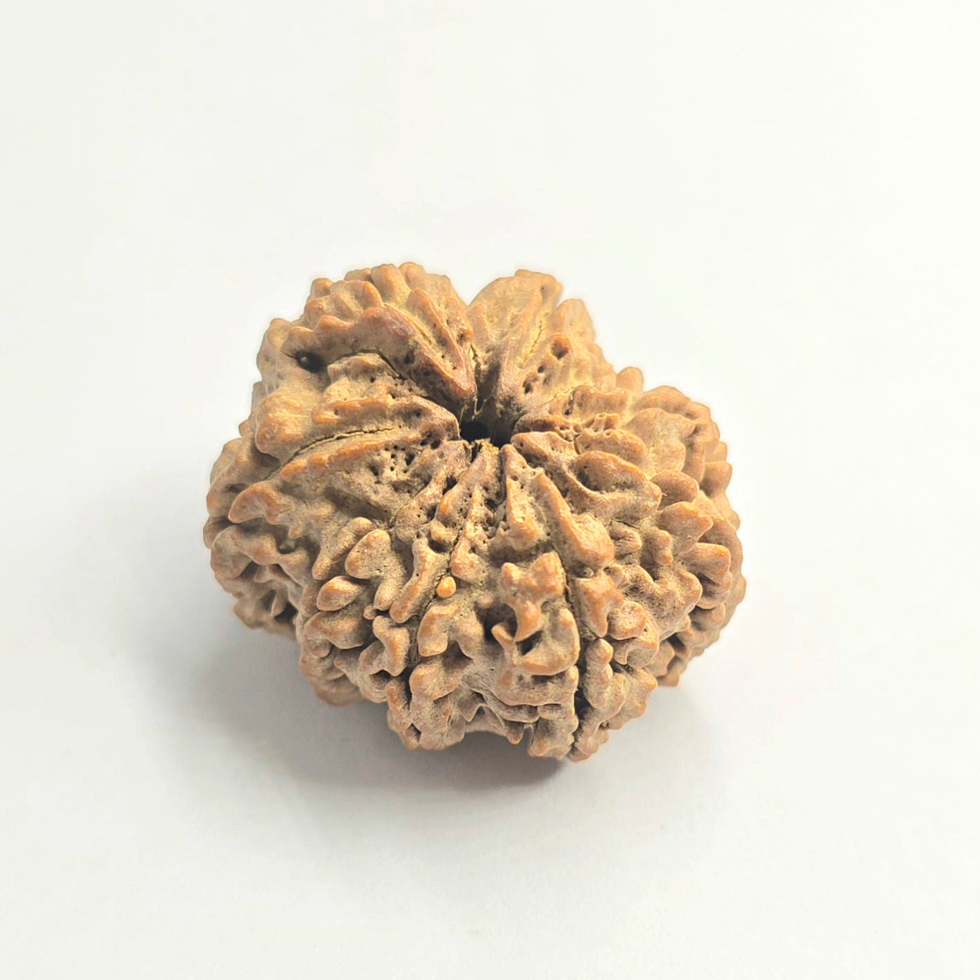 9 Mukhi