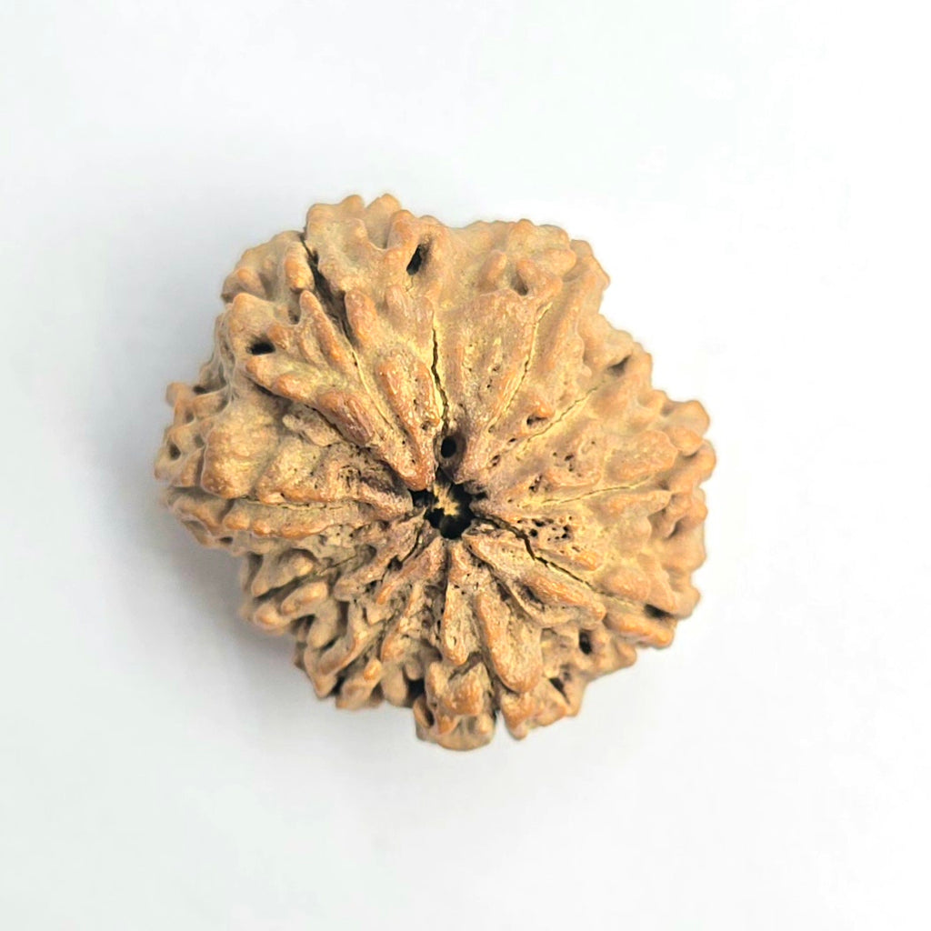 9 Mukhi