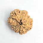 9 Mukhi