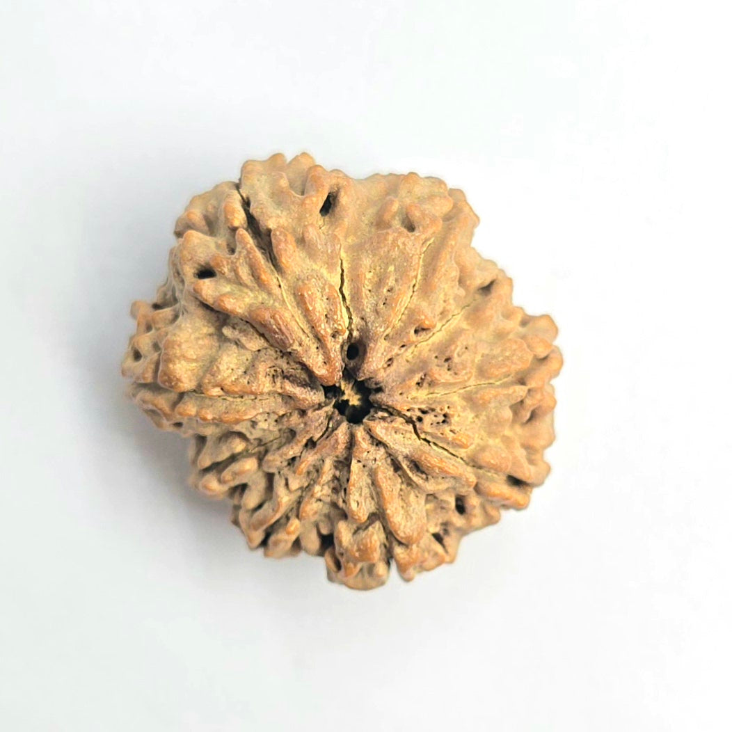 9 Mukhi