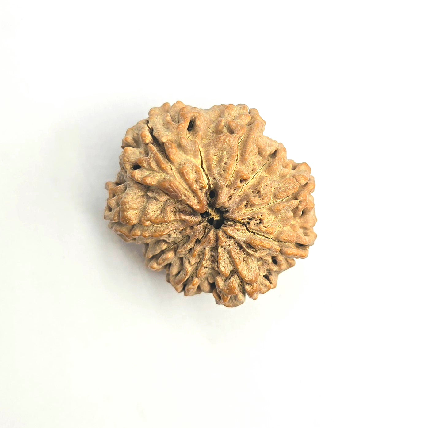 9 Mukhi