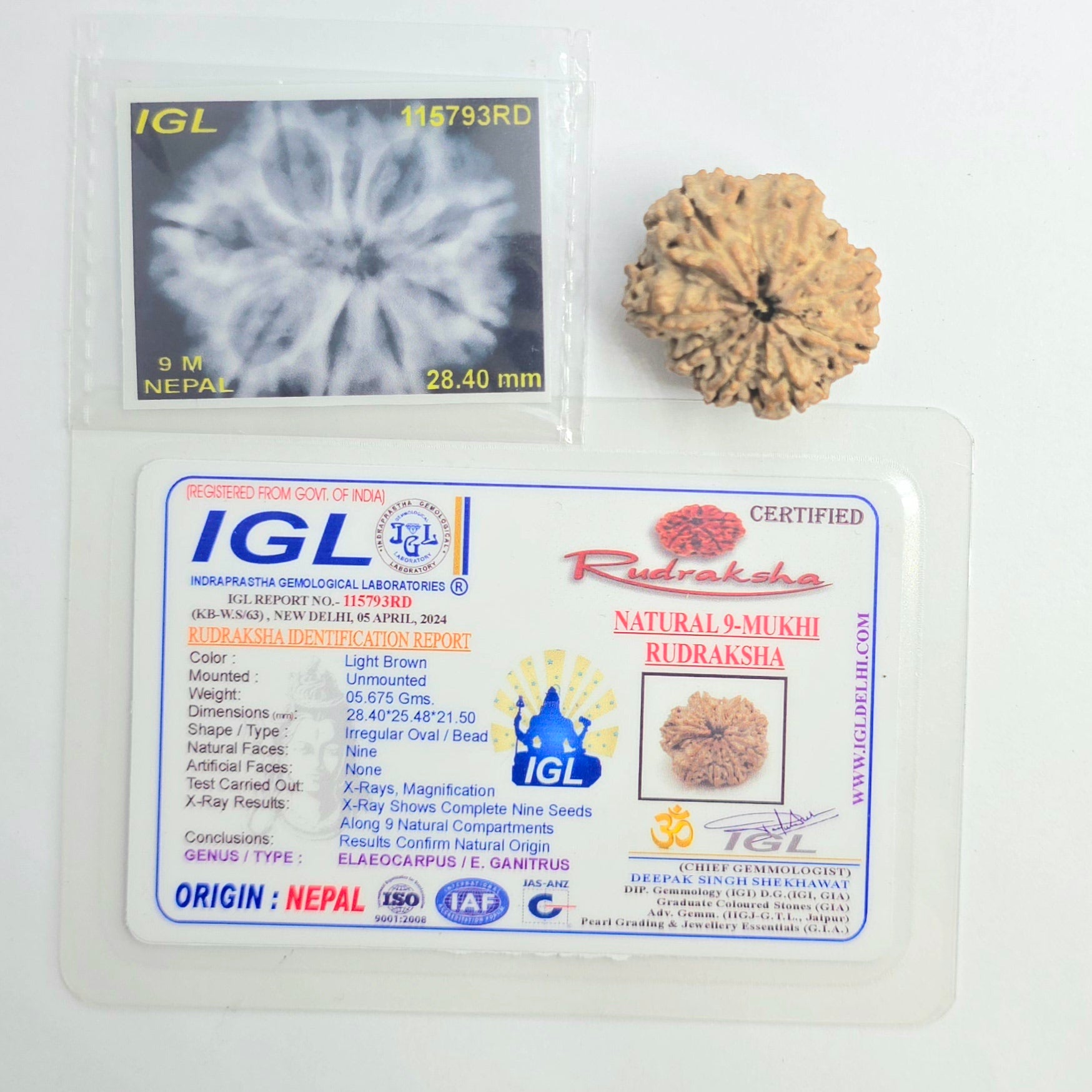 9 Mukhi