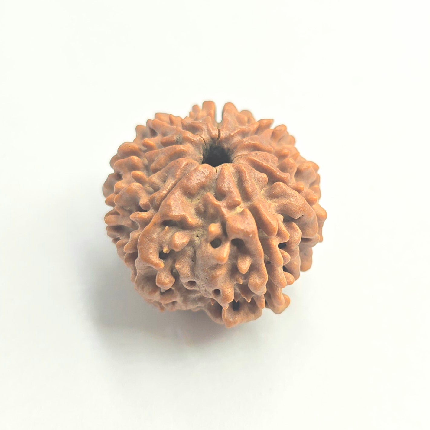 9 Mukhi