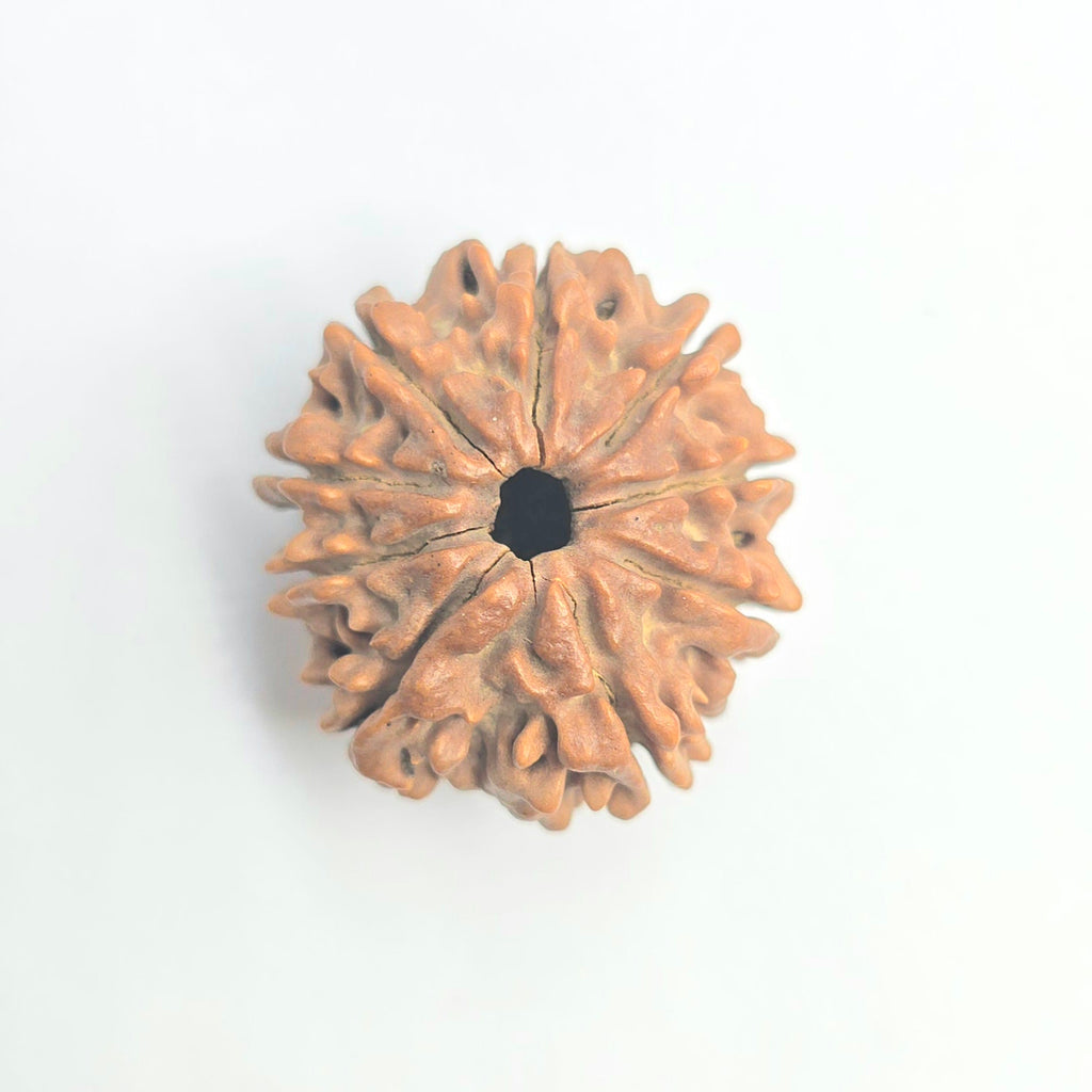 9 Mukhi