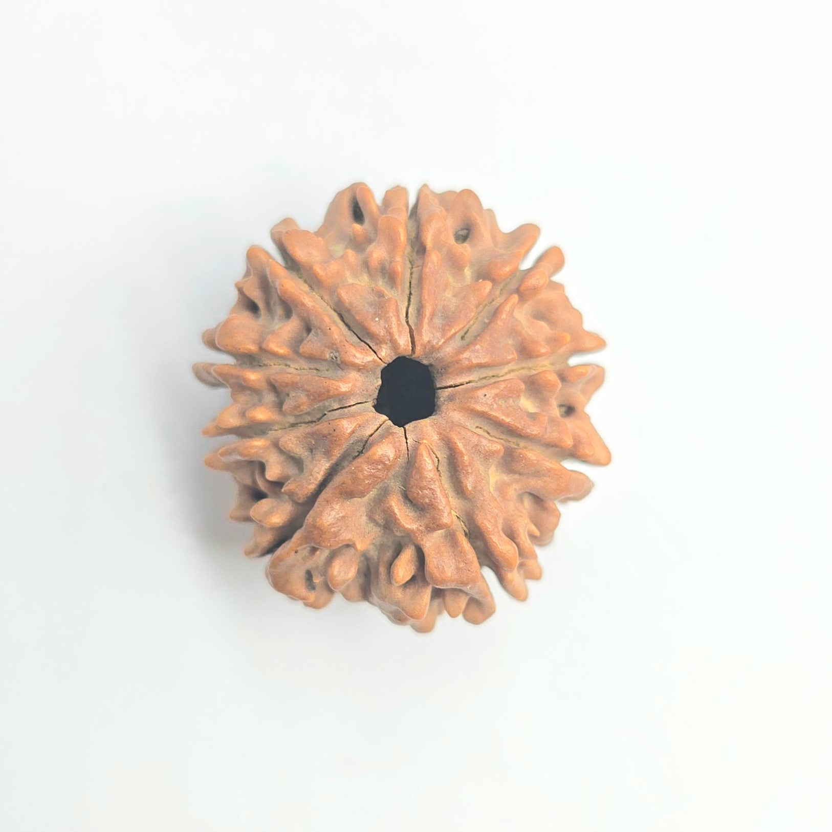 9 Mukhi
