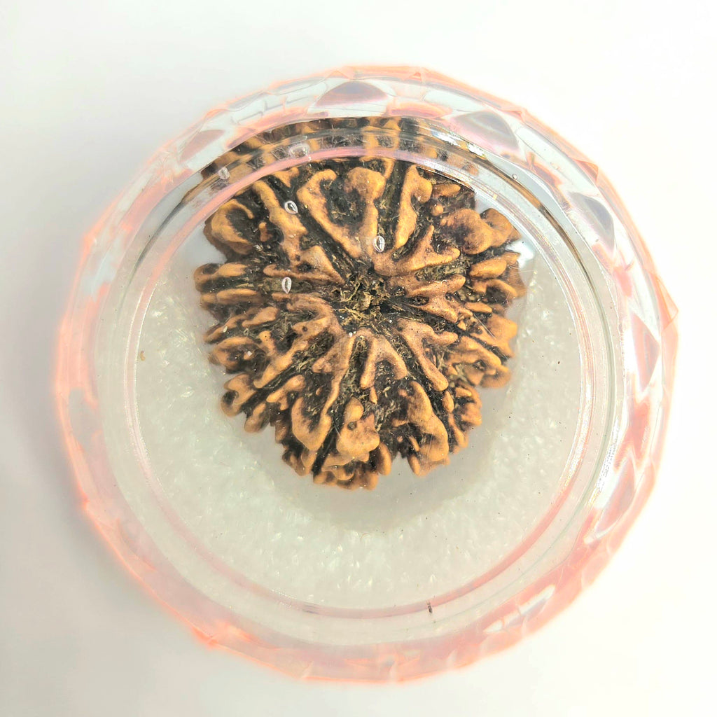 9 Mukhi