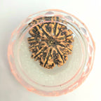 9 Mukhi