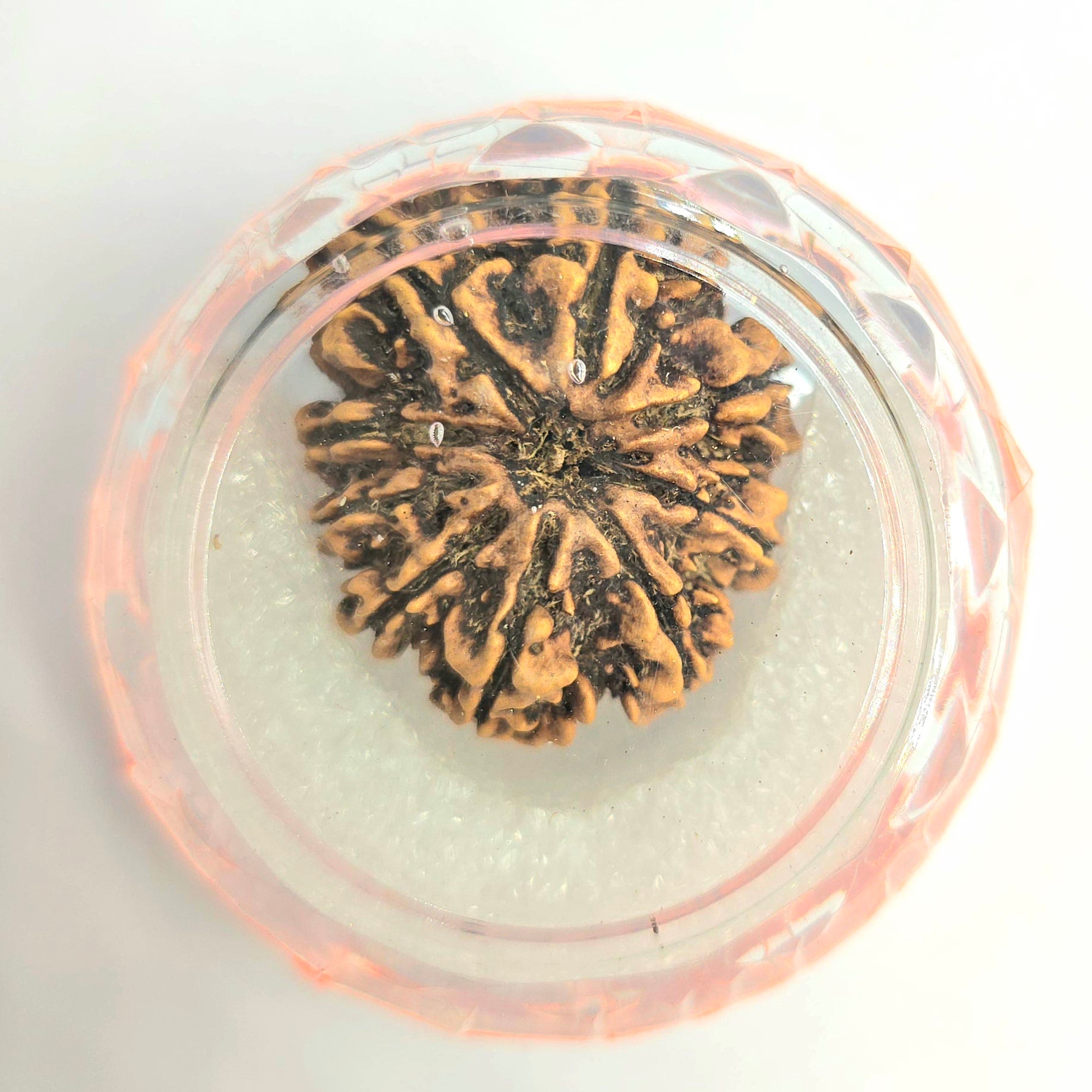 9 Mukhi