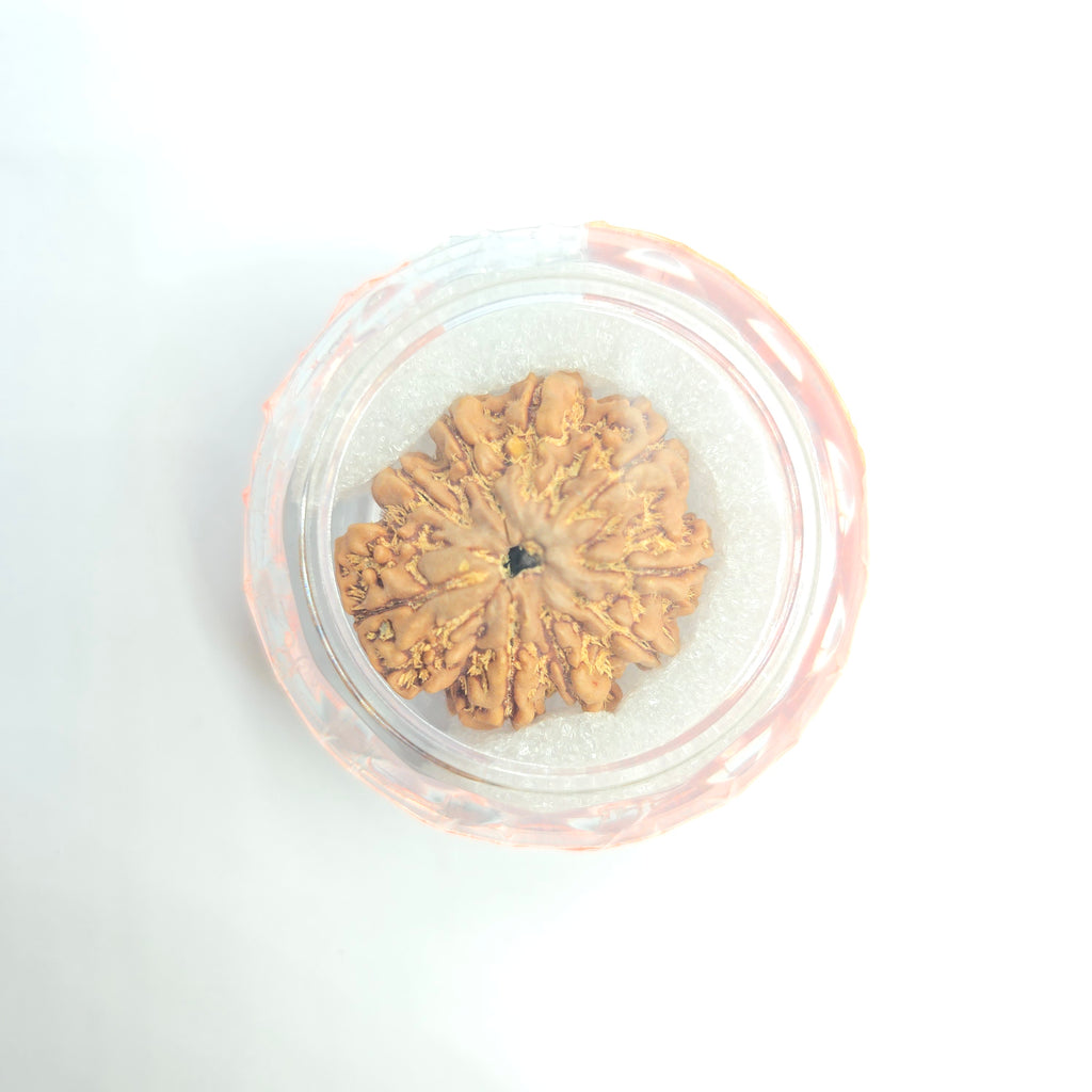 9 Mukhi