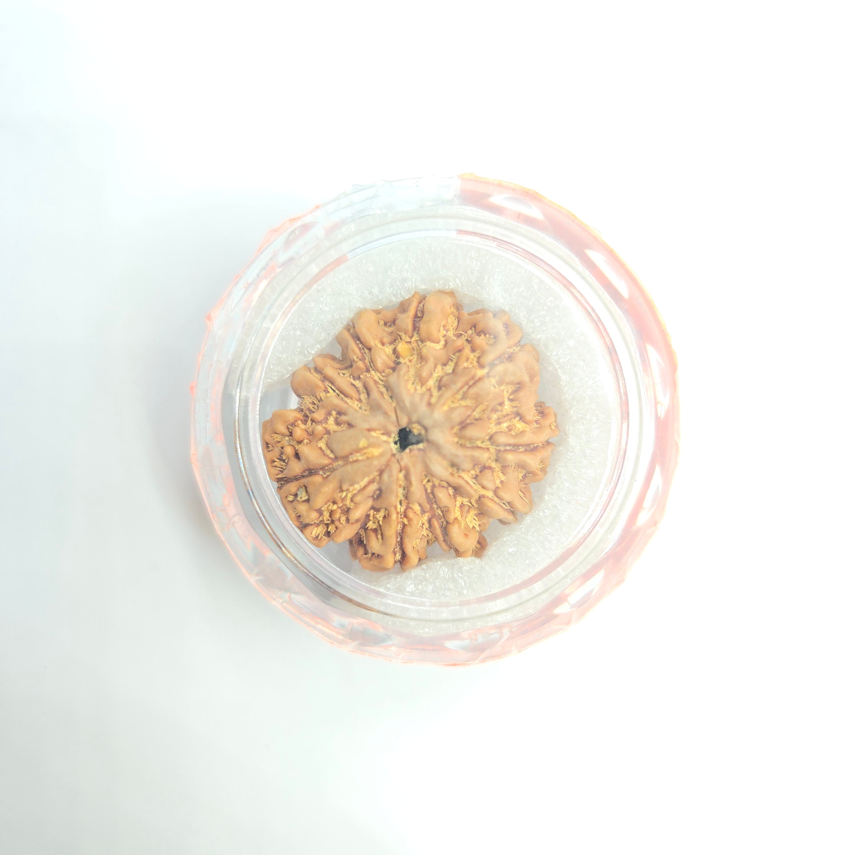 9 Mukhi